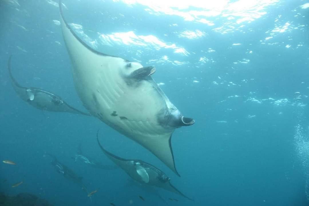 Pondok Bambu Resort - 5 Stars Padi Dive Centre Candidasa Exteriör bild